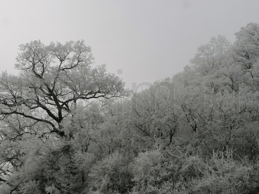 Árboles cubiertos de nieve en un invierno helado. Temporada de invierno