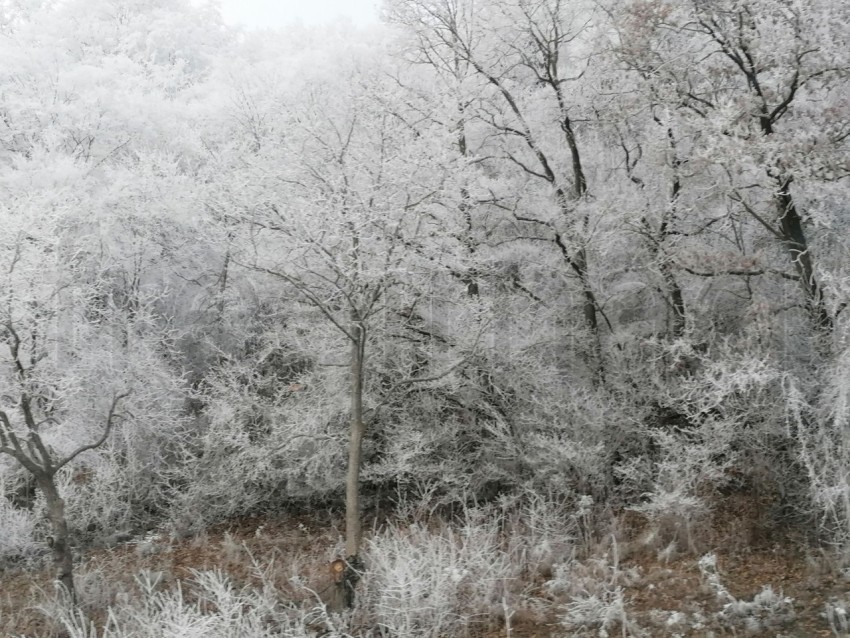 Árboles cubiertos de nieve en un invierno helado. Temporada de invierno