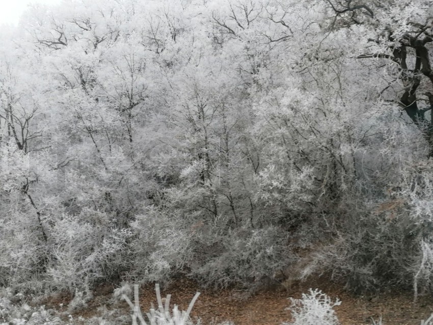 Árboles cubiertos de nieve en un invierno helado. Temporada de invierno