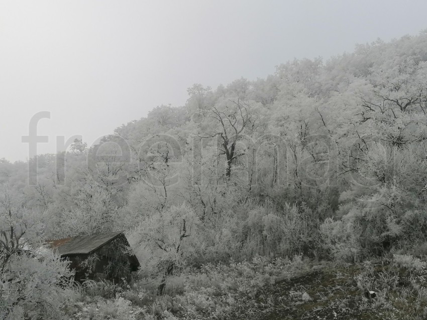 Árboles cubiertos de nieve en un invierno helado. Temporada de invierno