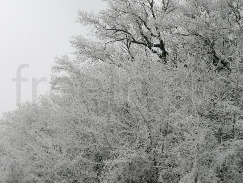 Árboles cubiertos de nieve en un invierno helado. Temporada de invierno