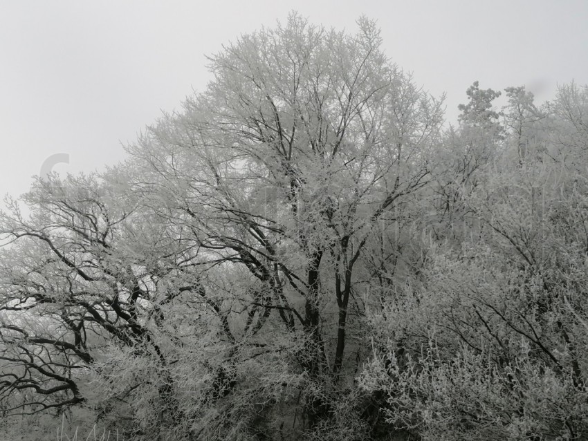 Árboles cubiertos de nieve en un invierno helado. Temporada de invierno