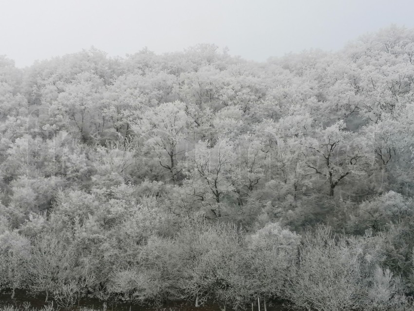 Árboles cubiertos de nieve en un invierno helado. Temporada de invierno