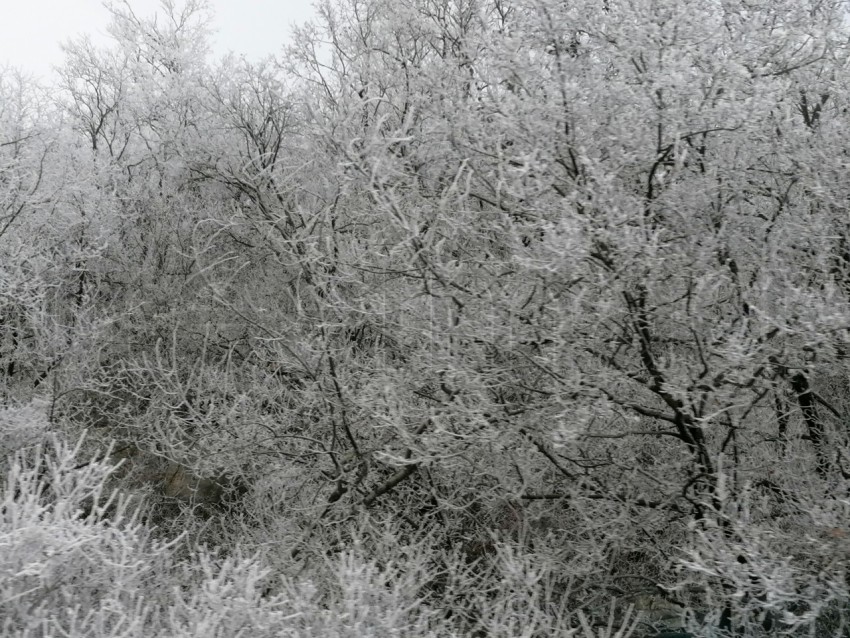 Árboles cubiertos de nieve en un invierno helado. Temporada de invierno