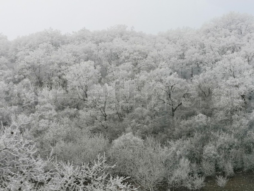 Árboles cubiertos de nieve en un invierno helado. Temporada de invierno