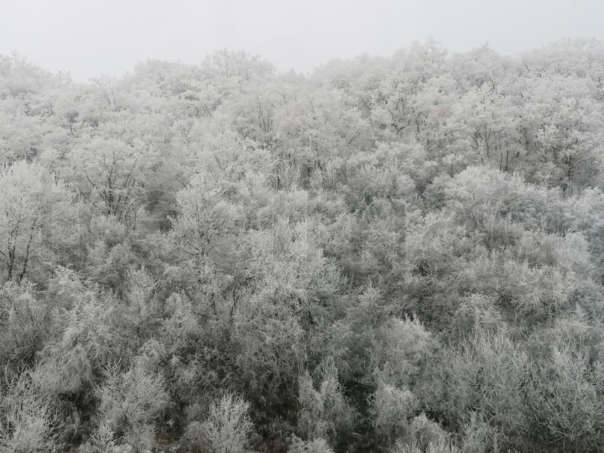 Árboles cubiertos de nieve en un invierno helado. Temporada de invierno