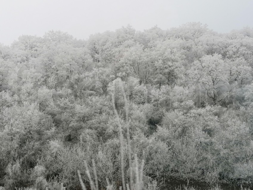 Árboles cubiertos de nieve en un invierno helado. Temporada de invierno