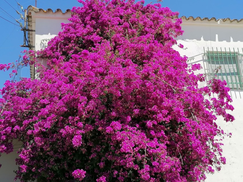 Primer plano de flores de buganvillas, Bougainvillea spectabilis