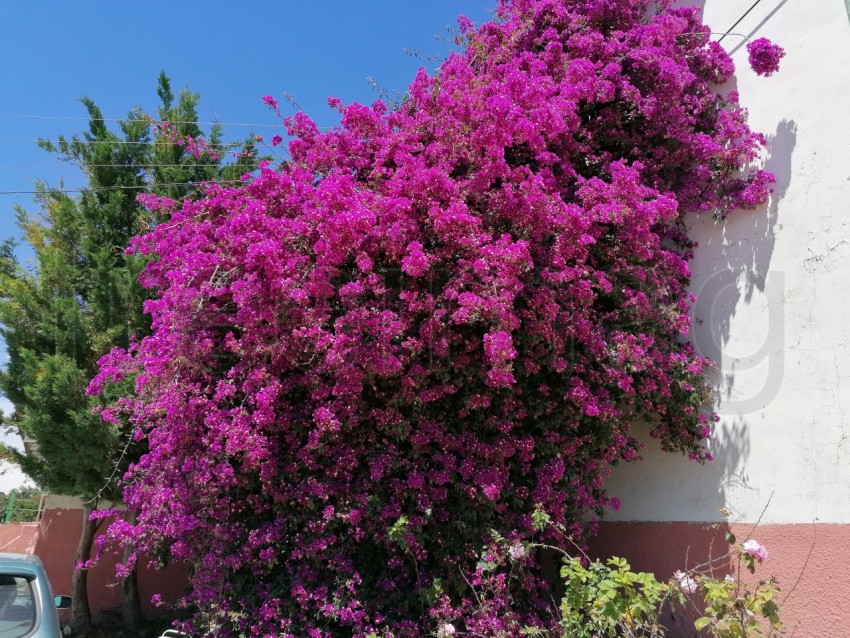 Primer plano de flores de buganvillas, Bougainvillea spectabilis