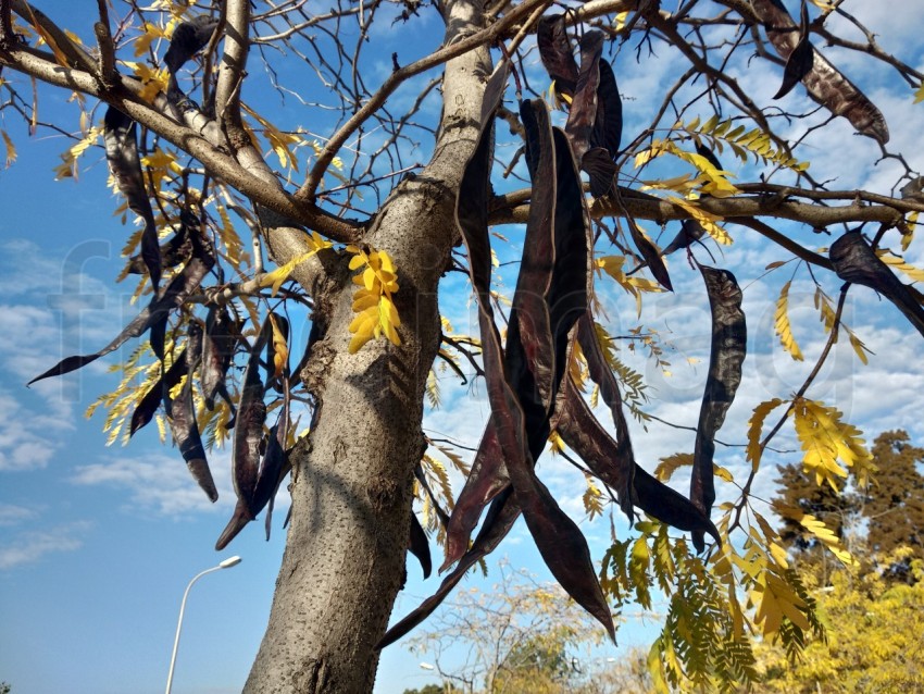 Frutos de algarroba en Huelva España