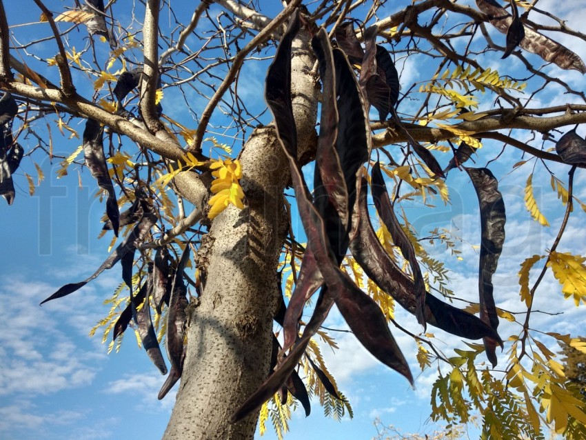 Frutos de algarroba en Huelva España