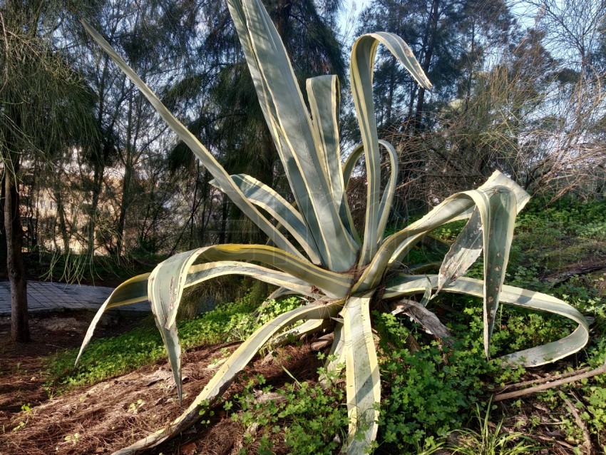 Agave americana cactus