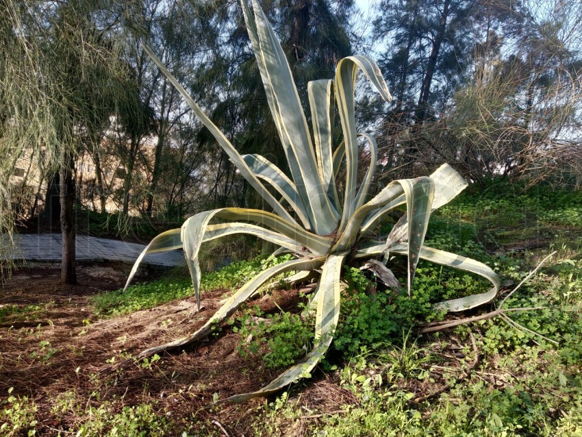 Agave americana cactus