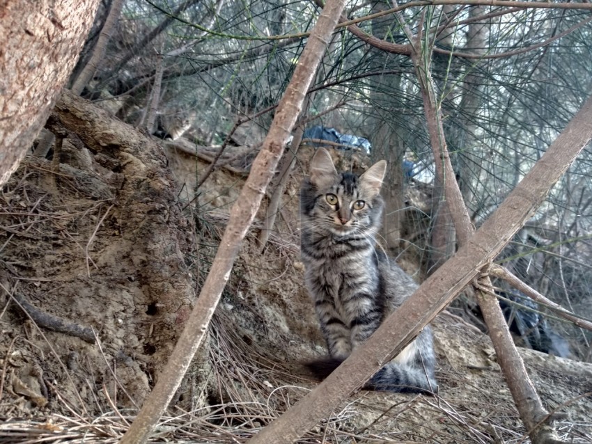 Un gato abandonado se esconde entre los arbustos. Fondo de otoño