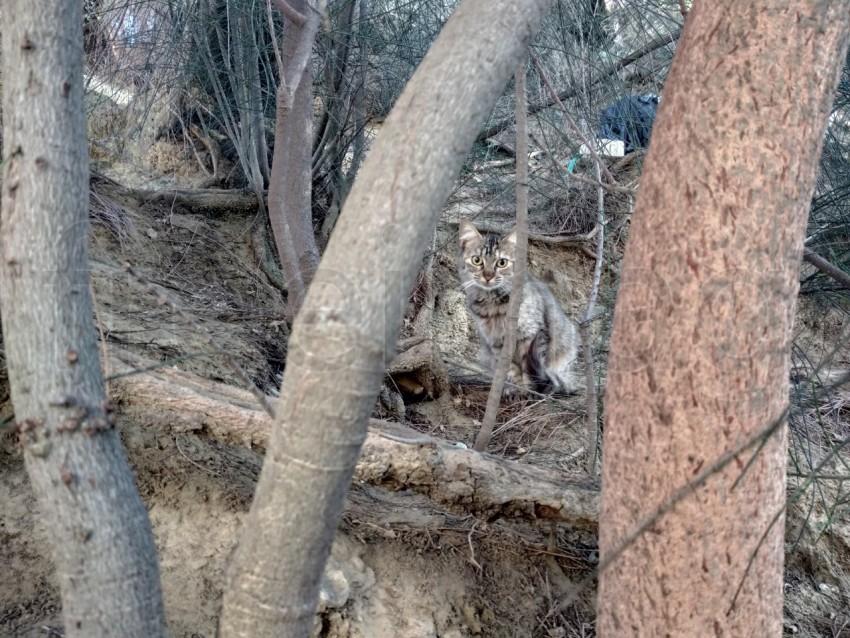 Un gato abandonado se esconde entre los arbustos. Fondo de otoño