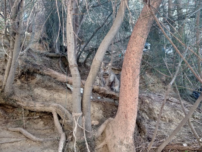 Un gato abandonado se esconde entre los arbustos. Fondo de otoño