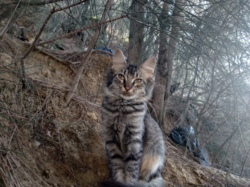 Un gato abandonado se esconde entre los arbustos. Fondo de otoño