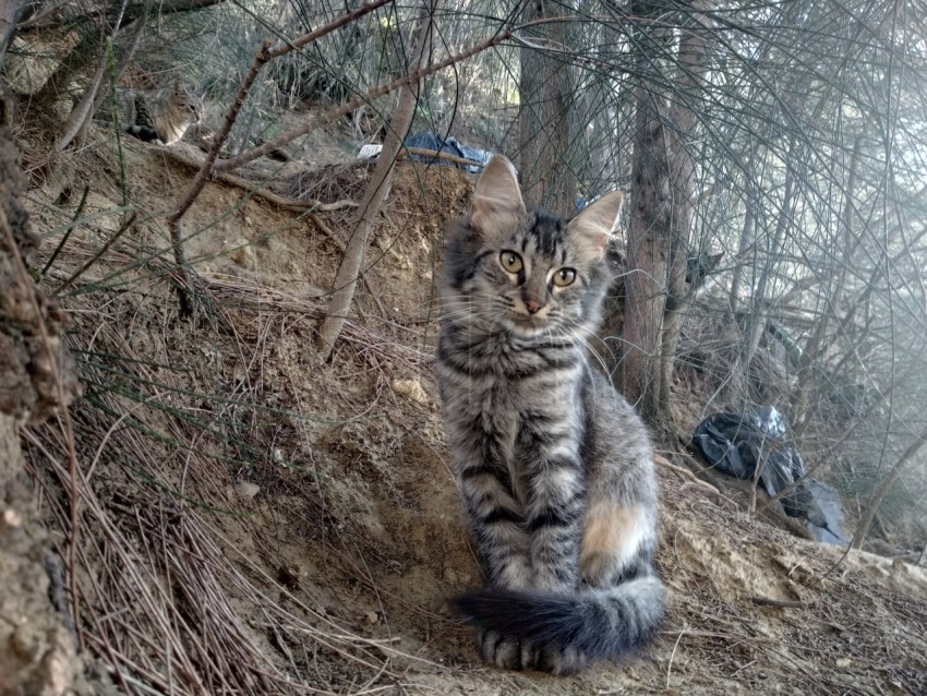 Un gato abandonado se esconde entre los arbustos. Fondo de otoño