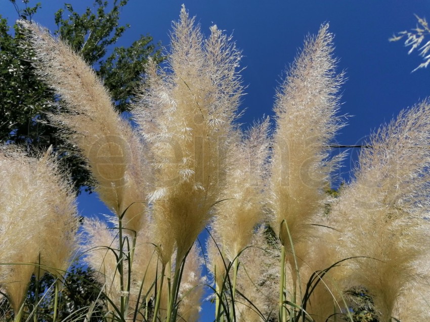 Hierba de pampa en el parque Isla Cristina Huelva, Andalucía, España.