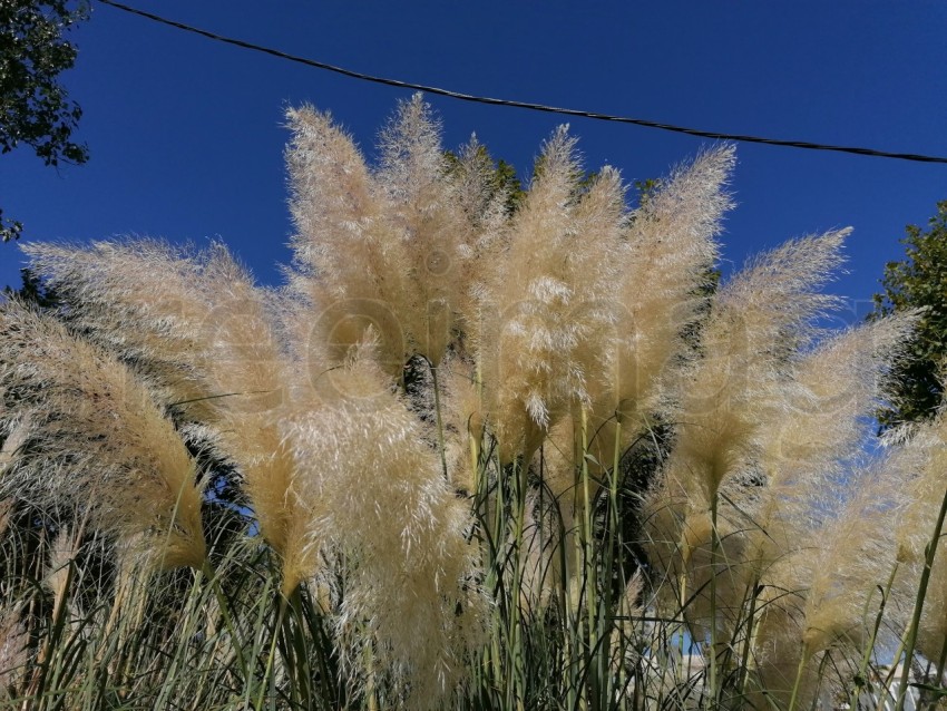 Hierba de pampa en el parque Isla Cristina Huelva, Andalucía, España.