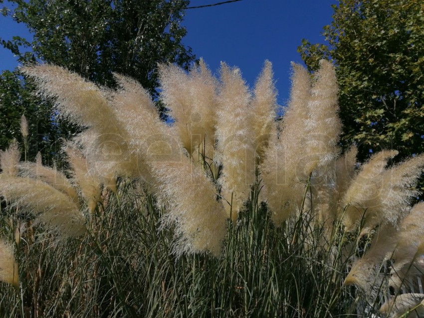 Hierba de pampa en el parque Isla Cristina Huelva, Andalucía, España.