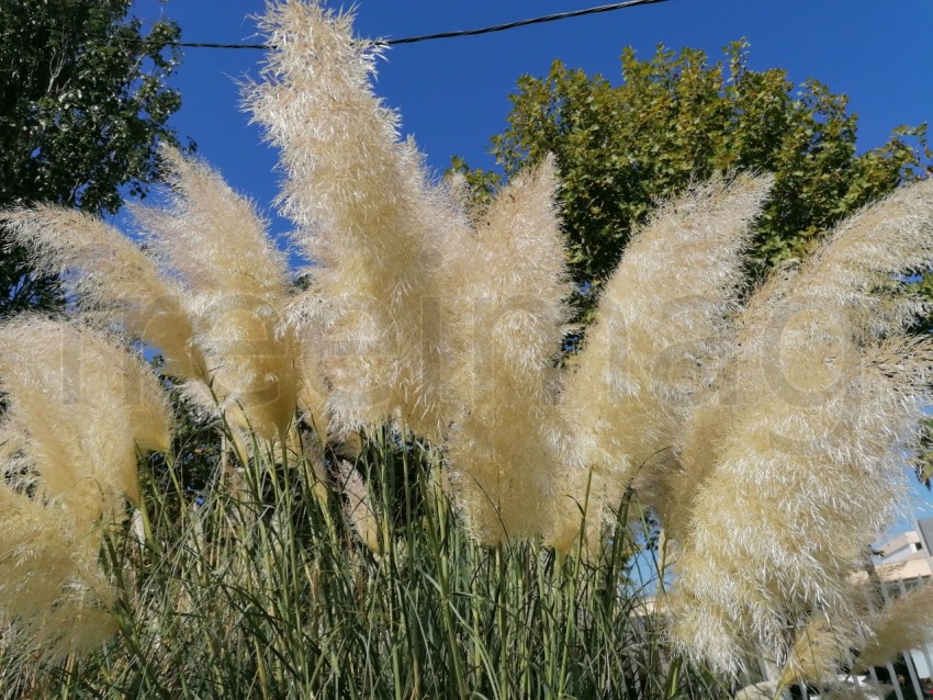 Hierba de pampa en el parque Isla Cristina Huelva, Andalucía, España.