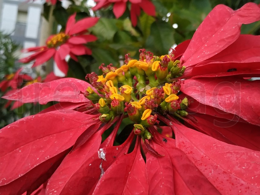 La estrella federal, flores rojas grandes en Huelva, España