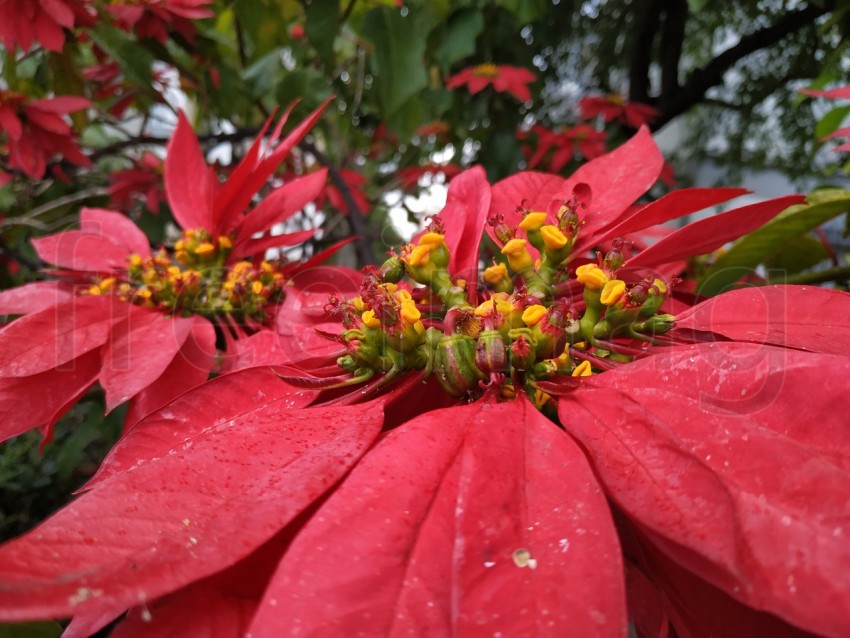 La estrella federal, flores rojas grandes en Huelva, España