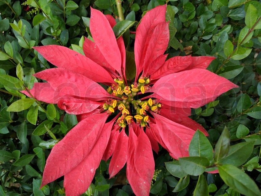 La estrella federal, flores rojas grandes en Huelva, España