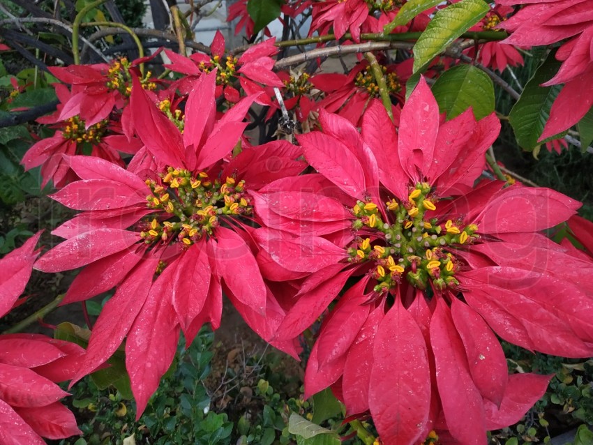 La estrella federal, flores rojas grandes en Huelva, España