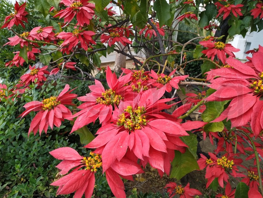 La estrella federal, flores rojas grandes en Huelva, España