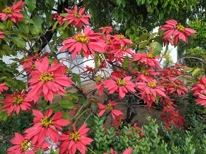 La estrella federal, flores rojas grandes en Huelva, España