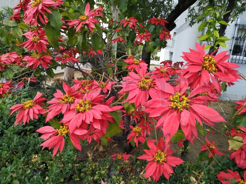 La estrella federal, flores rojas grandes en Huelva, España