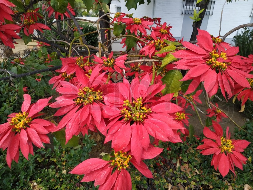 La estrella federal, flores rojas grandes en Huelva, España