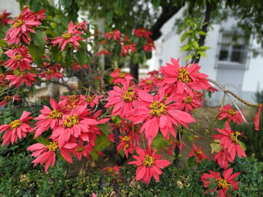 La estrella federal, flores rojas grandes en Huelva, España