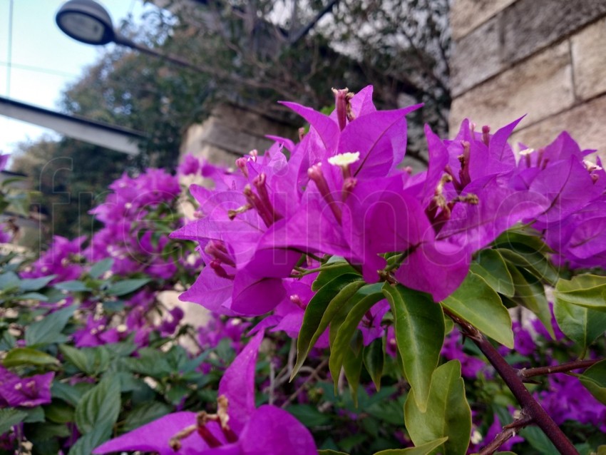 Hermosas buganvillas florecientes en un pueblo de España. Flora tropical