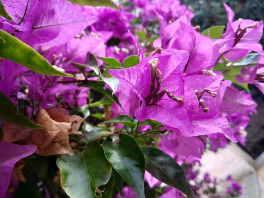 Hermosas buganvillas florecientes en un pueblo de España. Flora tropical