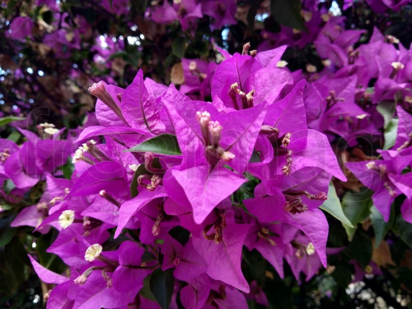 Hermosas buganvillas florecientes en un pueblo de España. Flora tropical