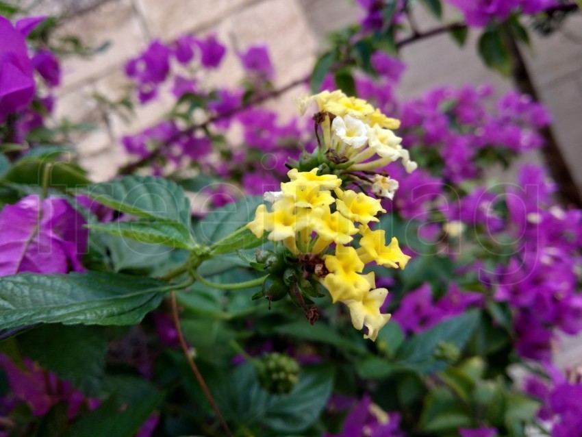 Prim plano con flores amarillas con Bougainvillea fondo Hojas púrpuras