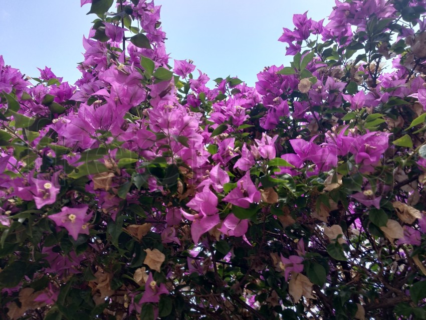 Hermosas buganvillas florecientes en un pueblo de España. Flora tropical