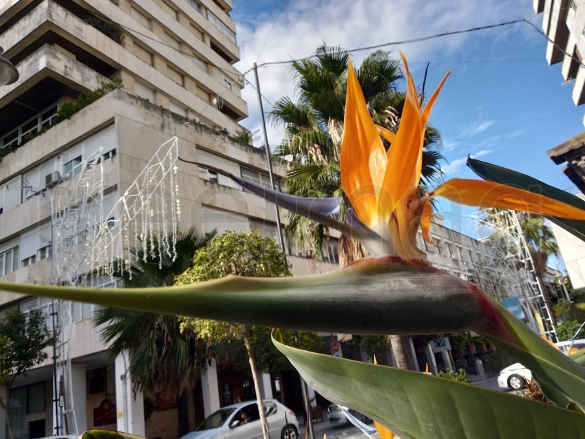 Strelitzia hermosa flor en un pueblo de España