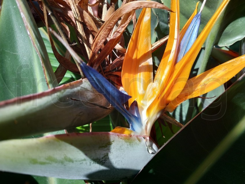 Strelitzia hermosa flor en un pueblo de España