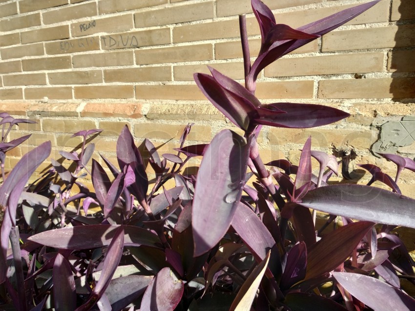 Hojas moradas de Tradescantia pallida en España