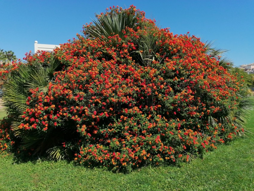 Bonitas flores aromática de Lantana rojas en Isla Canela provincia de Huelva España