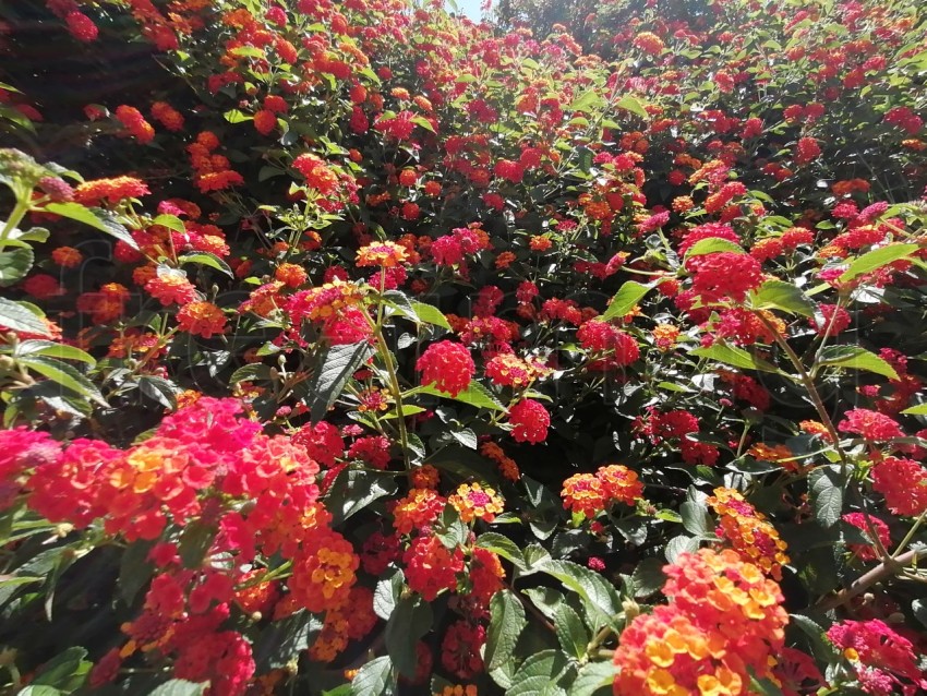 Bonitas flores aromática de Lantana rojas en Isla Canela provincia de Huelva España