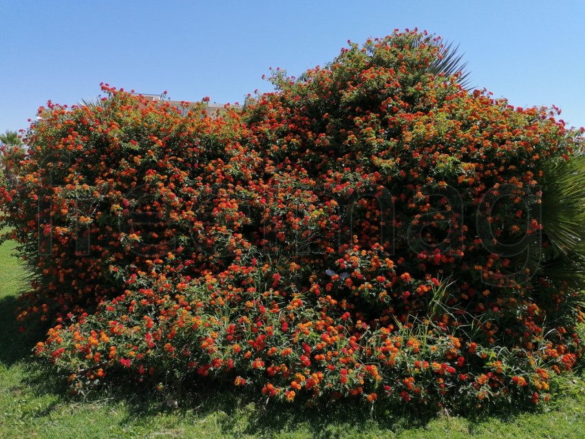 Bonitas flores aromática de Lantana rojas en Isla Canela provincia de Huelva España