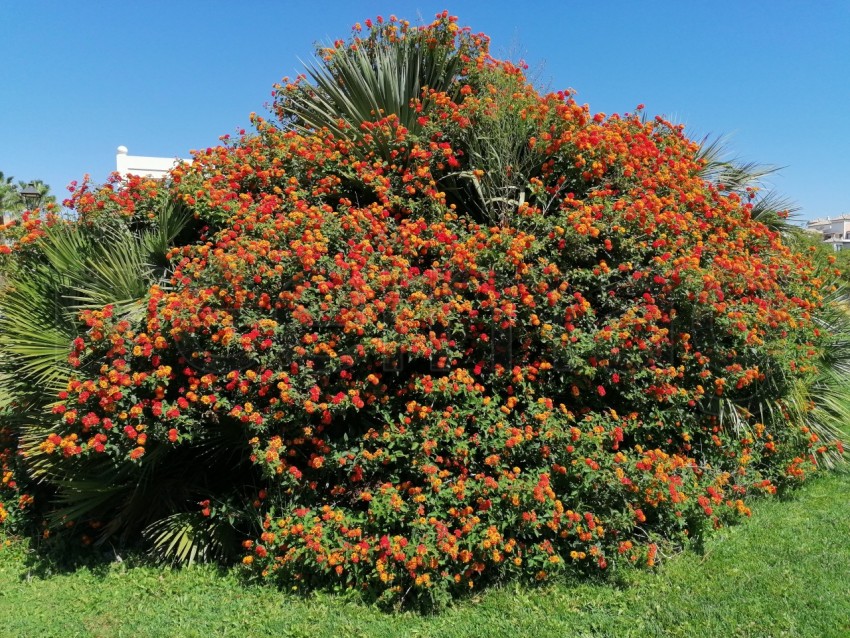 Bonitas flores aromática de Lantana rojas en Isla Canela provincia de Huelva España