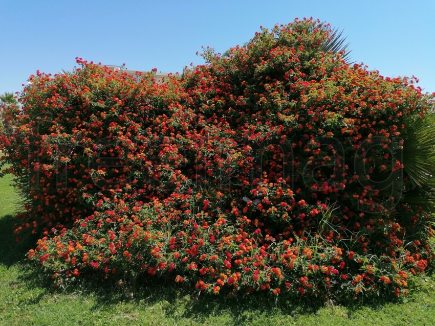 Bonitas flores aromática de Lantana rojas en Isla Canela provincia de Huelva España