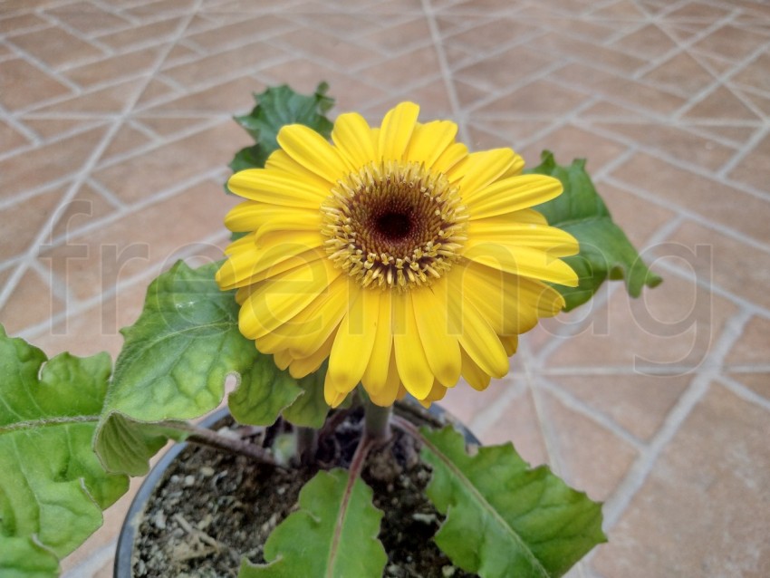 Gerberas Amarillas Simboliza energía positiva, calidez y amabilidad, sonrisas y alegría.