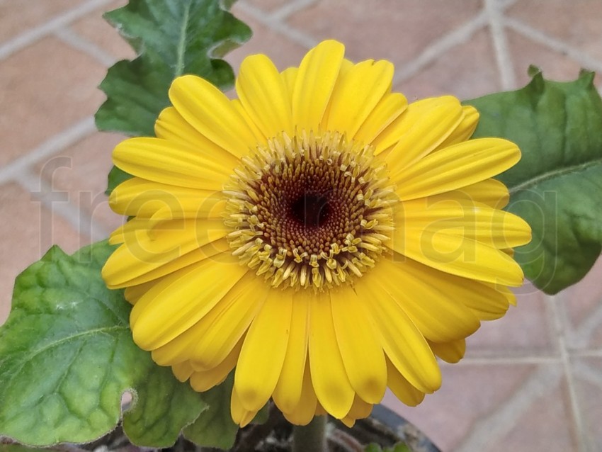 Gerberas Amarillas Simboliza energía positiva, calidez y amabilidad, sonrisas y alegría.